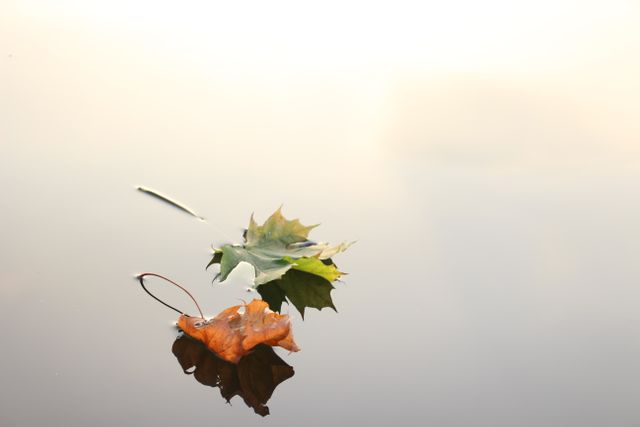 This image captures a single fallen autumn leaf floating gently on a smooth, reflective body of water. The serene and minimalist composition makes it ideal for themes related to tranquility, nature, and seasonal change. It can be used for backgrounds, environmental campaigns, inspirational quotes, or digital art projects highlighting the beauty of autumn.