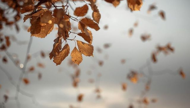 Golden Autumn Leaves Dancing on Branches Against Overcast Sky
