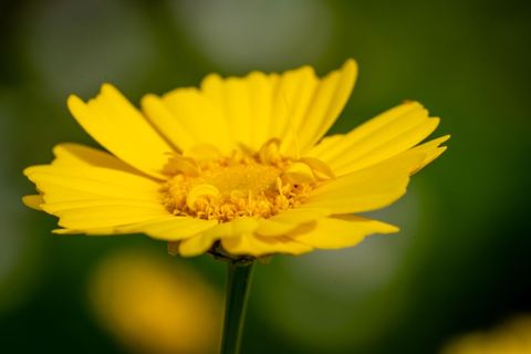 Golden daisy macro with vivid petals and textured center against soft bright green bokeh