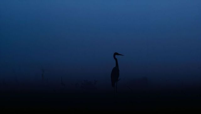 Solitary heron silhouette standing in misty blue marsh at dawn, minimalist wetland