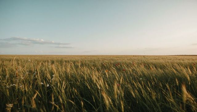 Swaying golden grassland in late afternoon with scattered red poppies and wide sky
