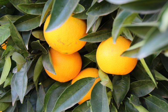 Ripening Oranges on Tree Amidst Green Leaves - Download Free Stock Photos Pikwizard.com
