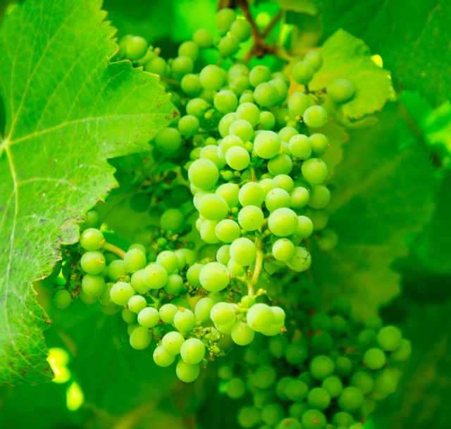 Bunch of unripe green grapes growing on vine with lush green leaves, ideal for illustrating agriculture, farming, viticulture, and organic fruit cultivation. Perfect for use in articles related to winemaking, gardening practices, and the stages of grape growth.