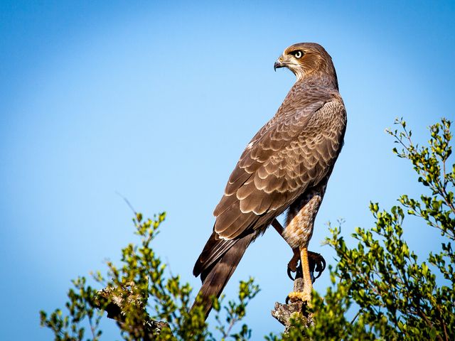 Hawk is perched gracefully on a tree branch with a clear blue sky background. Showcasing the bird’s strong talons and sharp gaze, this image captures a moment of wild beauty perfect for nature journals, wildlife photography collections, bird-watching blogs, and educational materials about raptors or natural ecosystems.