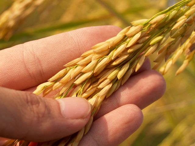 Hand holding golden rice grains in a field. Ideal for agricultural products, organic farming promotions, harvest season campaigns, food industry advertisements, and rural lifestyle blogs. Captures essence of natural produce and farming practices.