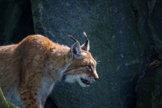 Canine Fox Lynx - Download Free Stock Photos Pikwizard.com