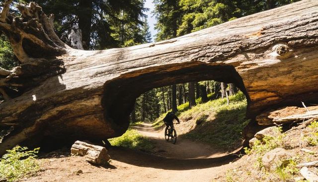 Mountain biker riding through hollow giant tree tunnel on sunlit forest trail