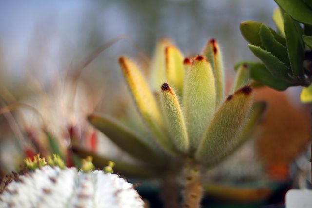 Featuring a close-up of a green succulent plant with fuzzy leaves illuminated by natural light. This photo captures the texture and intricate details of the succulent leaf structure ideal for gardening blogs, nature-themed presentations, and plant care guides.