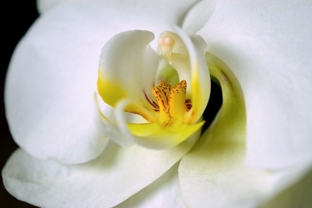 Close-up shot of a white orchid in bloom showcasing intricate yellow accents and delicate petals. This image can be used for floral-themed projects, nature studies, botanical illustrations, decorative prints, and gardening inspiration. Ideal for highlighting natural beauty and elegance in designs.