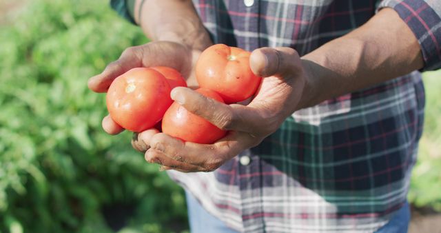 Image of happy african american man holding tomatoes - Download Free Stock Photos Pikwizard.com