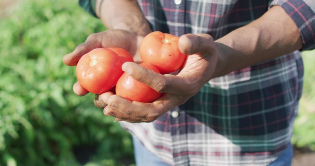 Farmer Holding Freshly Harvested Tomatoes in Hands - Download Free Stock Images Pikwizard.com
