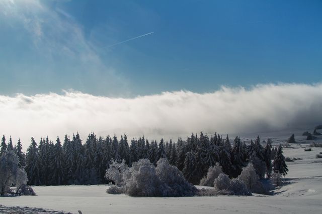 Scenic Snow-covered Forest Landscape with Clear Blue Sky - Download Free Stock Photos Pikwizard.com
