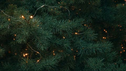 Glowing Pine Branches with Warm String Lights, Cozy Evergreen Texture and Amber Bokeh Macro