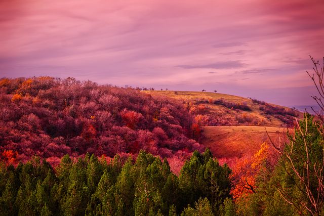 Vibrant rolling hills covered with autumn foliage under a pink sunset sky. Green coniferous forest in the foreground adds depth to the scenic view. Perfect for use in promoting outdoor activities, nature travel destinations, seasonal greeting cards, or as a calming desktop background.