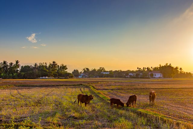 Cattle grazing in a rural field during sunset, creating a serene and picturesque scene. Ideal for use in agricultural promotions, rural lifestyle content, travel blogs, or scenic landscape collections highlighting natural beauty and farming life.