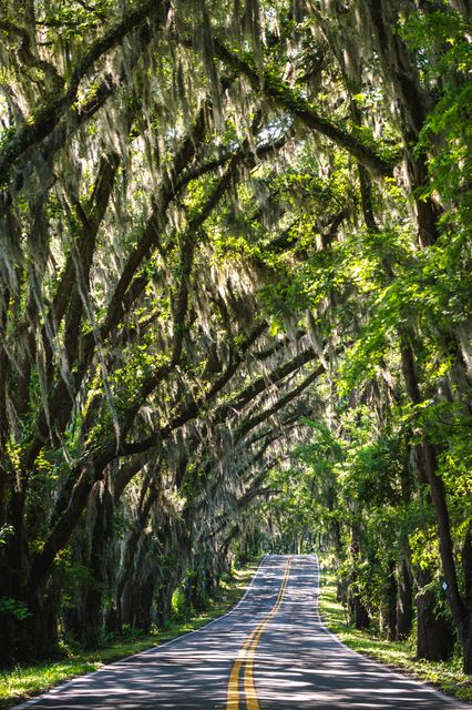 Long stretch of empty road running through dense forest adorned with Spanish moss hanging from trees. Ideal for illustrating concepts of journey, adventure, or serene travel destinations. Suitable for using in travel blogs, nature documentaries, or promoting scenic road trips and exploring the outdoors.