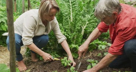 Senior couple gardening together in home vegetable garden