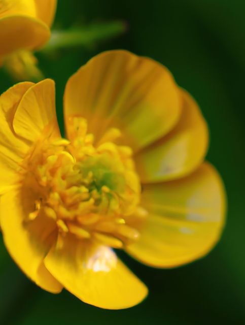 This image captures a vibrant yellow flower in full bloom against a blurred green background. The intricate details of the petals and the contrasting colors make it ideal for nature-themed projects, botanical studies, or use in digital and print designs that aim to convey freshness, life, and natural beauty.