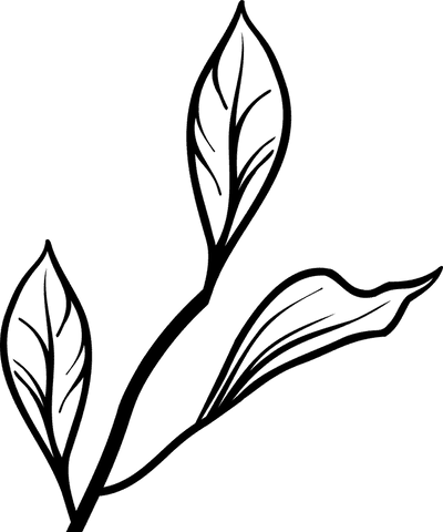 Transparent Minimalist Line-Art of Botanical Sprig with Leaves - Download Free Stock Videos Pikwizard.com