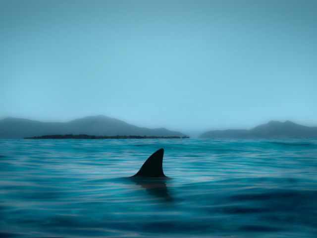 Shark fin emerging from calm ocean water with mountains visible on the horizon at dusk. This can be used for topics related to wildlife, marine life, nature's serenity with a hint of danger, and conservation. Ideal for articles, educational material, or travel-related content.