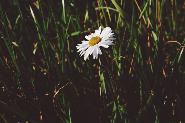 A single daisy flower blooming in a lush green field with surrounding grass blades. This image captures the simple beauty and peacefulness of nature. It can be used for nature-themed websites, gardening blogs, background images for quotes about life and the environment, or any promotional material related to spring or summer outdoor activities.