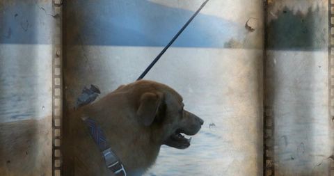 Dog looking over lake with vintage film sprocket overlay, collar and leash detail