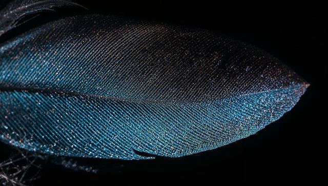 Iridescent teal feather macro showing fine barbs, barbules and sparkling opalescent texture