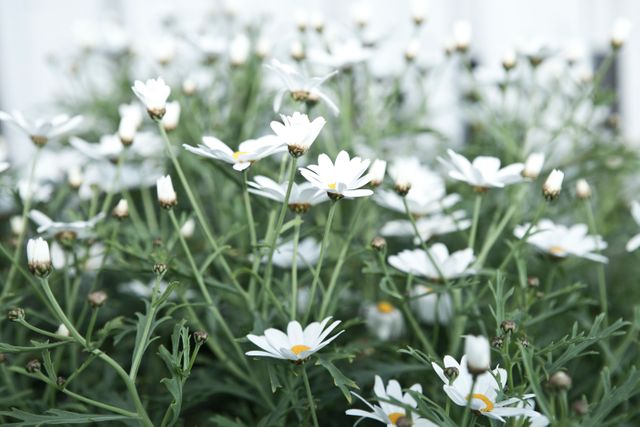 White daisies blooming in a garden providing a natural, serene, and beautiful floral background. Ideal for use in nature-related content, spring imagery, garden design materials, or any project that seeks to convey purity, freshness, and the beauty of nature.