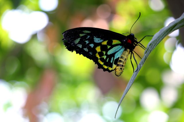 Colorful butterfly perched on a leaf with a soft-focus background of nature. Suitable for themes related to biodiversity, natural beauty, gardens, and tranquility. Perfect for use in educational materials, nature and wildlife blogs, environmental campaigns, and decorative prints.