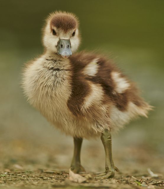 Close-Up of Cute Fluffy Duckling Outdoors - Download Free Stock Photos Pikwizard.com