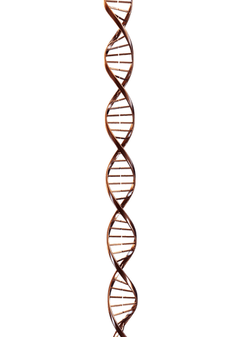 Transparent 3D DNA Molecule in Copper Color on Clear Background - Download Free Stock Videos Pikwizard.com