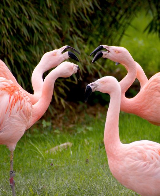 Four pink flamingos are standing closely on green grass, engaging with each other by touching beaks. This photo is perfect for content related to wildlife, nature conservation, bird watching, and tropical ecosystems. It could be used for educational materials, nature blogs, travel promotions, or environmental campaigns showcasing the vibrant and social nature of these birds.