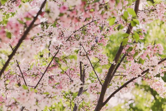 Pink blosomed flowers on a tree branch indicate the lush details of spring. Ideal for use in spring season promotions, gardening websites, floral projects, and nature-themed designs.