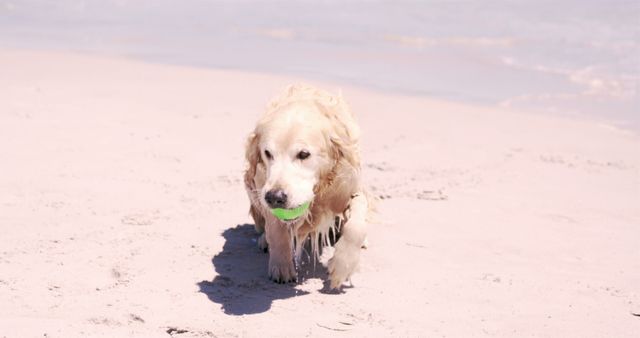 Picture shows a golden retriever holding a ball in its mouth while standing on a sandy beach. The dog seems to be playing and enjoying the summer sun by the ocean. Useful for vacation themes, pet-related content, or advertisements focused on outdoor activities and companionship.