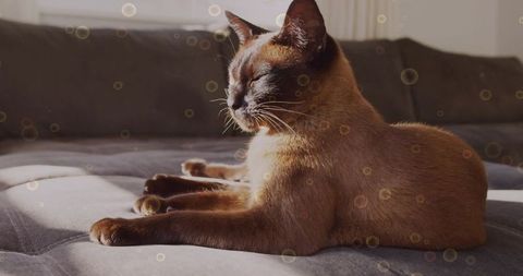 Brown cat basking in sunlight on grey sofa