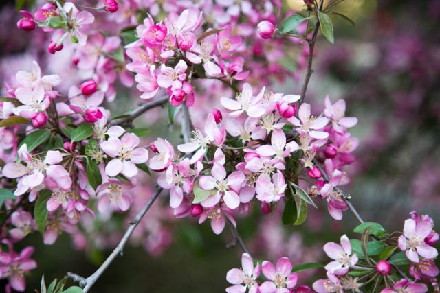 Displays beautiful cherry blossoms in full bloom with delicate pink petals and lush green leaves. Ideal for nature-themed projects, spring promotions, gardening blogs, and floral decorations. Perfect for backgrounds, greeting cards, and invitations.
