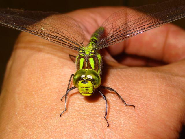 Green Dragonfly on Person Hand - Download Free Stock Photos Pikwizard.com