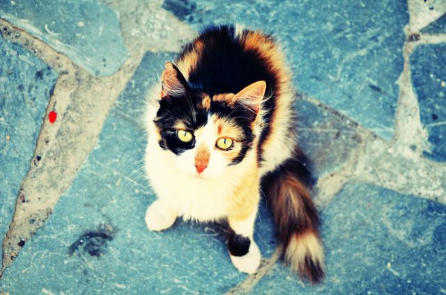 Calico Cat Sitting on Stone Pavement Looking Up - Download Free Stock Photos Pikwizard.com