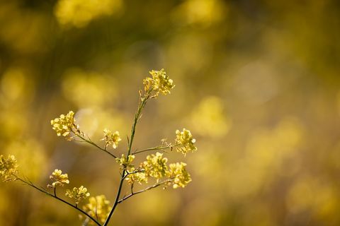 Golden mustard flowers blooming with soft bokeh sunlight for spring background