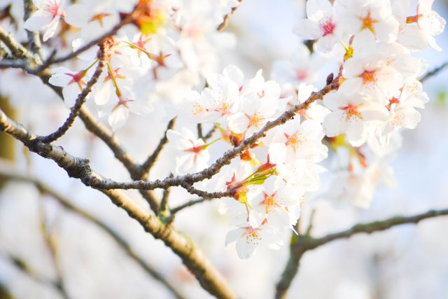 Shows close-up of cherry tree branch blossoming with white flowers during spring. Ideal for themes related to nature, spring, blooming flowers, Japanese gardens, and botany. Suitable for environmental projects, seasonal greetings, calendars, and nature-inspired designs.