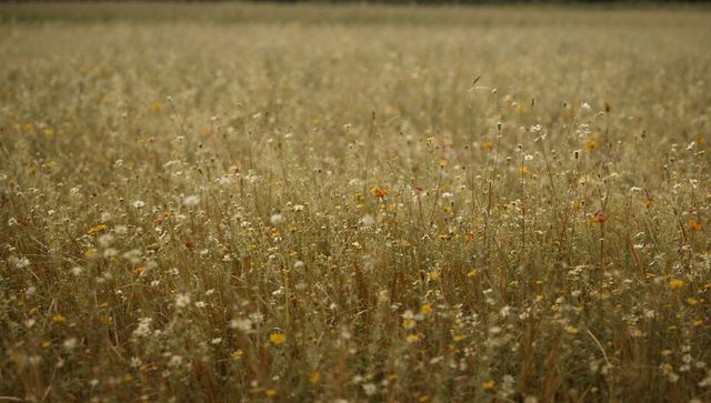 Swaying wildflower meadow glowing in golden light with tall grasses and yellow blooms