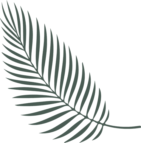 dark green palm frond isolated on transparent background - Download Free Stock Videos Pikwizard.com
