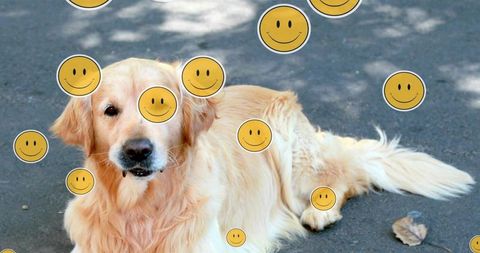 Golden retriever relaxing on sunny day with smiley faces