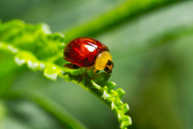 Ladybug crawling on green leaf in garden. Excellent for educational materials, nature magazines, gardening blogs, and wildlife presentations.