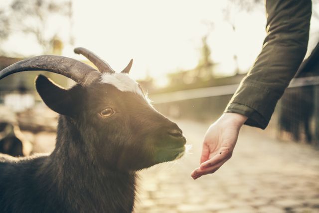 Person Feeding Goat in Sunlit Farmyard - Download Free Stock Photos Pikwizard.com