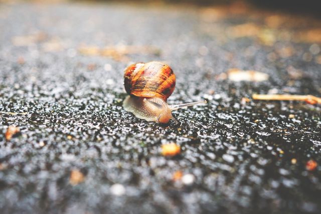 Snail with a vibrant shell slowly crawling on a rain-drenched pavement, highlighting resilience and natural beauty. Ideal for themes of wildlife, patience, outdoor environments, or educational content about mollusks.