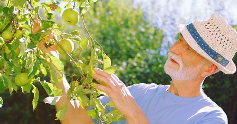 Senior Man Harvesting Apples in Sunshine