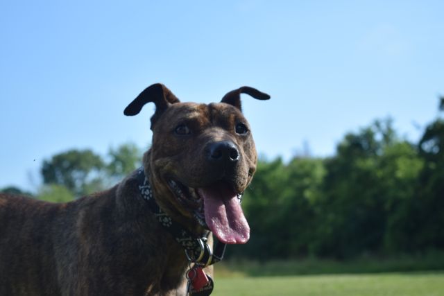 A happy brindle dog standing in a green park with its tongue out, enjoying the sunny weather. The dog is wearing a collar and looks friendly, making it suitable for pet care, animal rescue, and veterinary advertisements. Perfect for use in themes such as outdoor activities, pet adoption campaigns, or general canine companionship visuals.