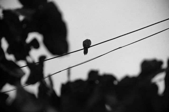 Bird perches on wire amid blurred foliage, captured in monochrome creating a minimalist and serene mood. Ideal for themed designs about nature, solitude, and simplicity or used in projects requiring an abstract touch.