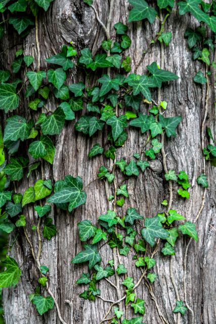 Lush green ivy climbing and spreading across a textured tree trunk in a forest environment. Useful for nature-themed projects, landscaping inspirations, botany studies, backgrounds, and environmental conservation themes.